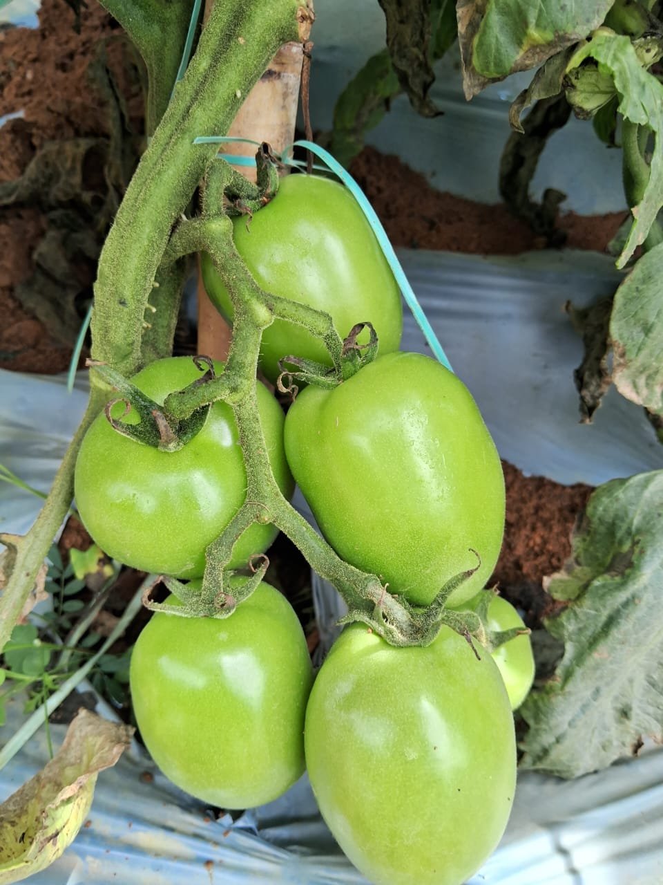 Cacho de tomates verdes graúdos e uniformes em tomateiro tutorado, produção de Osnivaldo Carriel Cordeiro