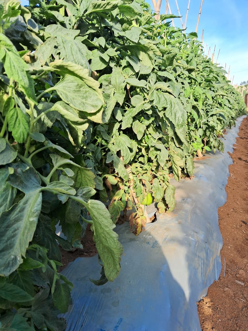 Fileira de tomateiros vigorosos sobre canteiros com mulching prateado em dia ensolarado no Sul de Minas Gerais