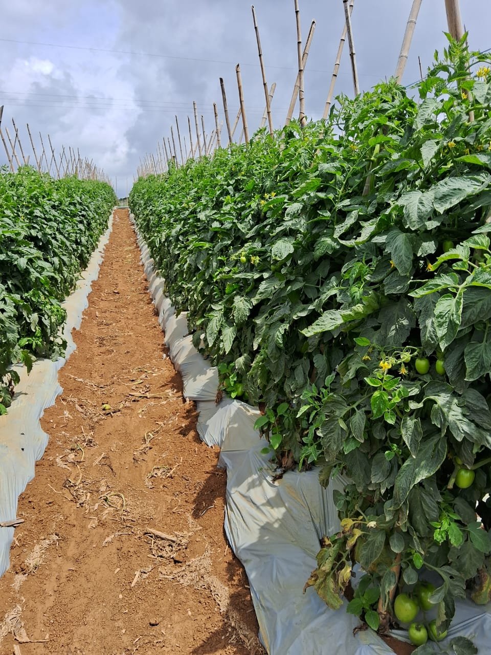 Corredor entre fileiras de tomateiros tutorados em lavoura organizada para colheita e expedição de tomates