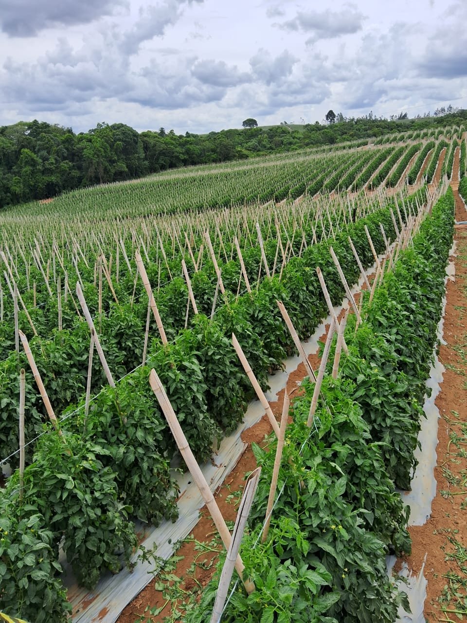 Lavoura de tomate tutorada em encosta com mata nativa ao fundo no Vale do Ribeira, interior de São Paulo
