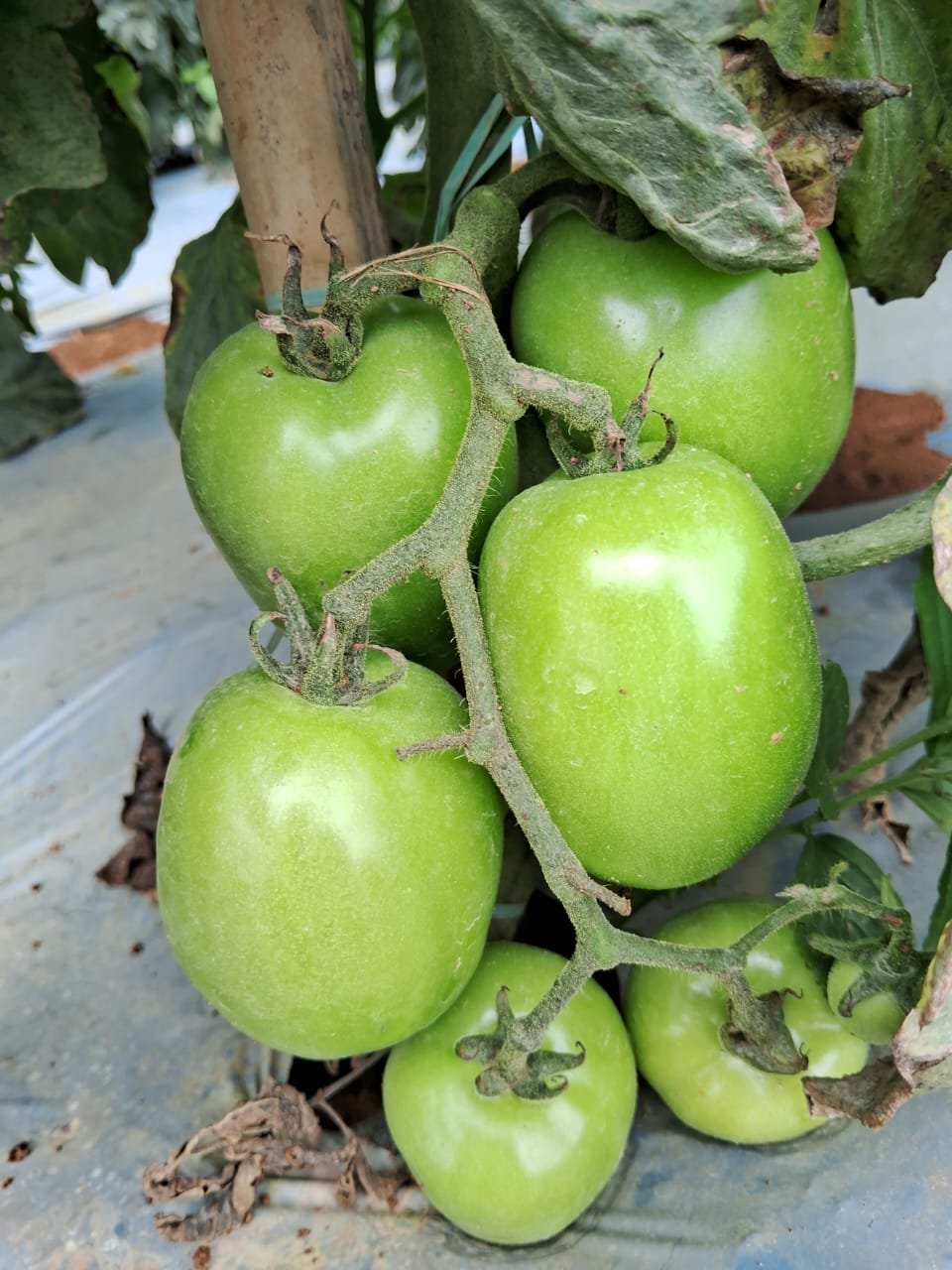 Tomate