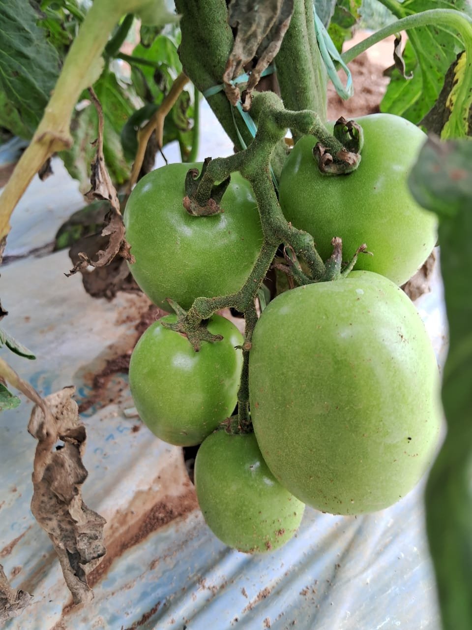 Tomates verdes em cacho sobre canteiro com cobertura plástica em lavoura de tomate no Sul de Minas Gerais