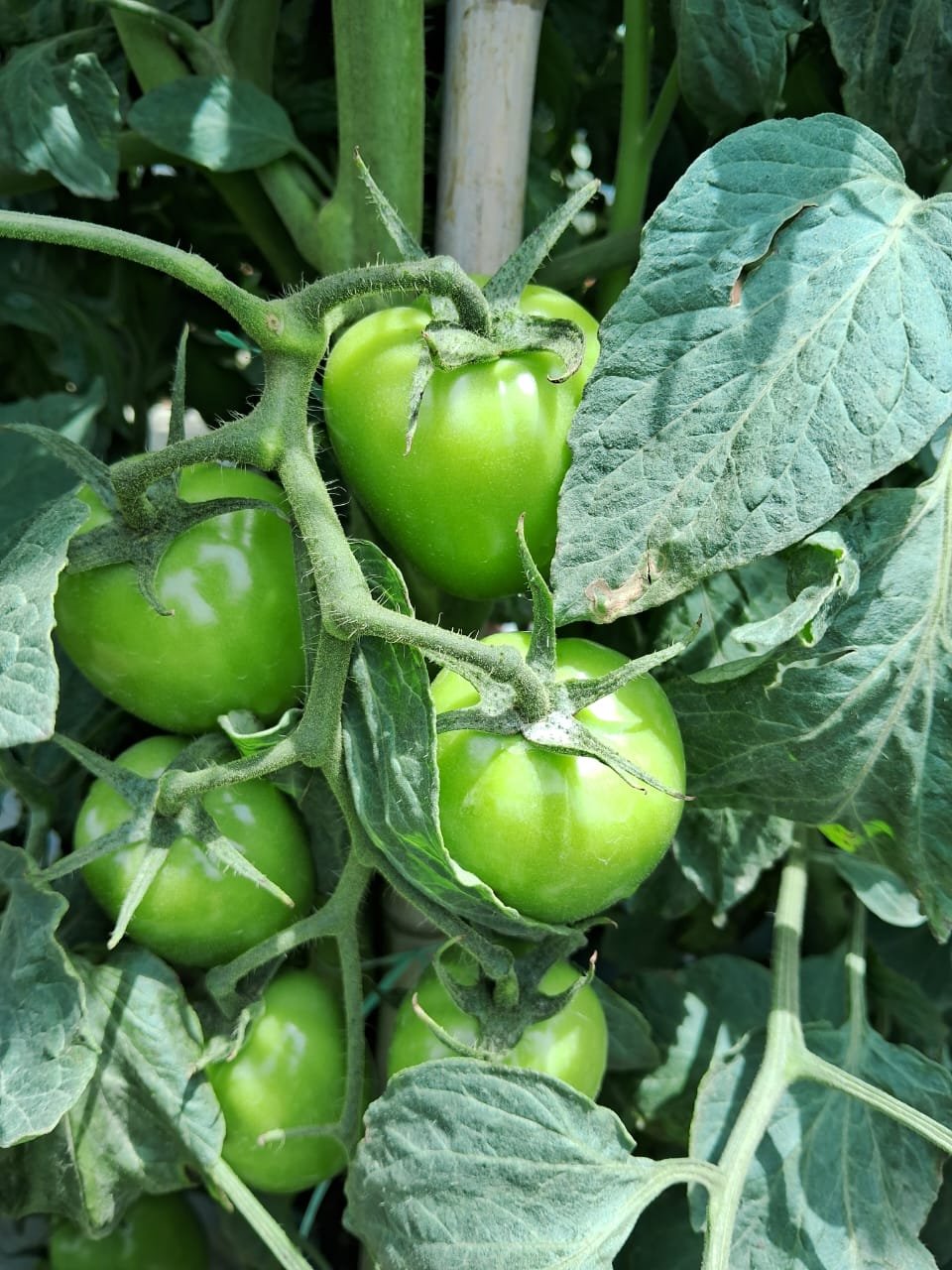 Tomates verdes uniformes protegidos pela folhagem em tomateiro conduzido com boas práticas agrícolas