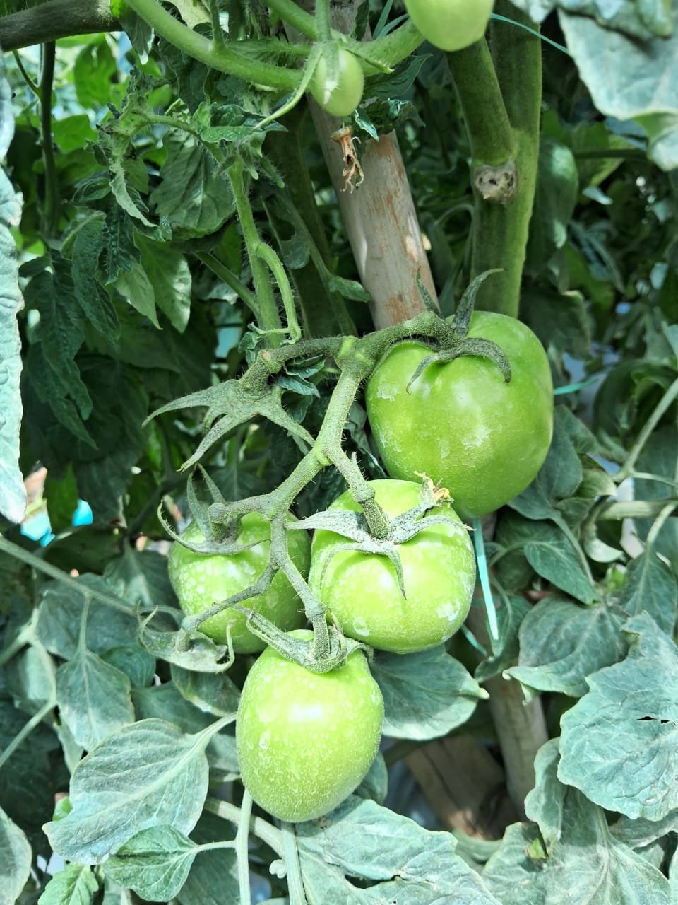 Tomates verdes em desenvolvimento com gotas de água, em planta tutorada com bambu em lavoura no Sul de Minas Gerais