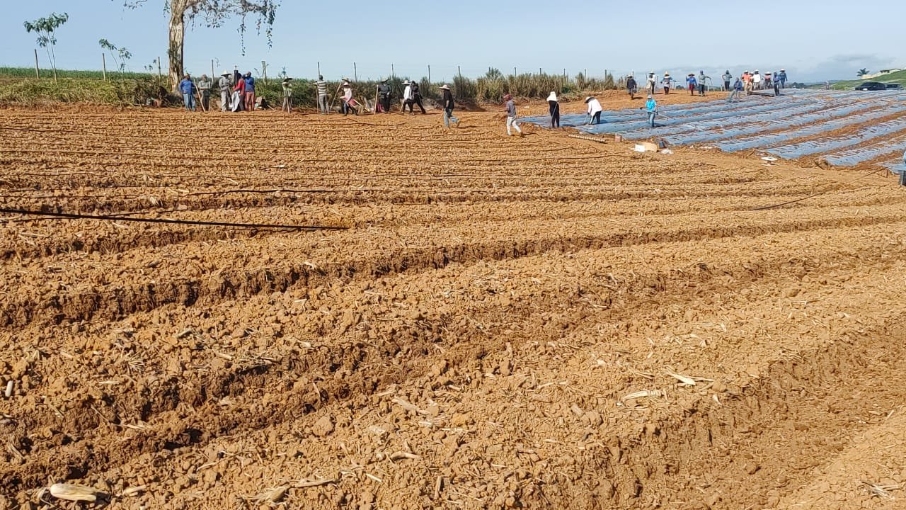 Manejo sustentável com mulching e gotejamento - Equipe Agroniva no campo